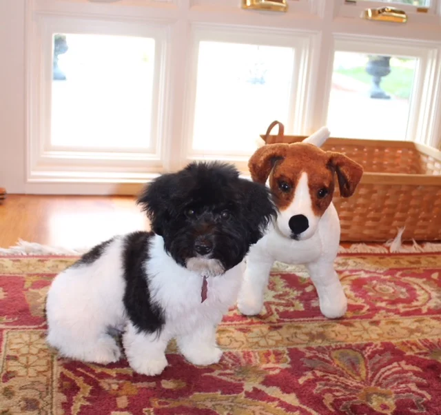 Benson "Bennie"---Male Jackapoo---Owned by Lee & Sharon Turner 