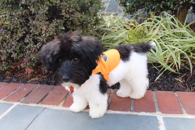 Benson "Bennie"---Male Jackapoo---Owned by Lee & Sharon Turner