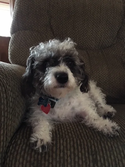 Wilbur---Male Jackapoo---Owned by Jeanne Welker of North Canton, OH