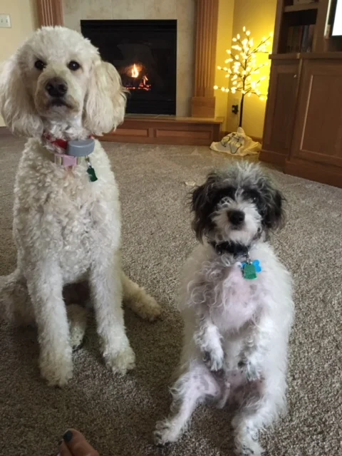 Wilbur---Male Jackapoo---Owned by Jeanne Welker of North Canton, OH