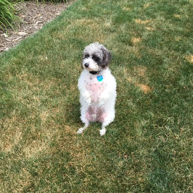 Wilbur---Male Jackapoo---Owned by Jeanne Welker of North Canton, OH