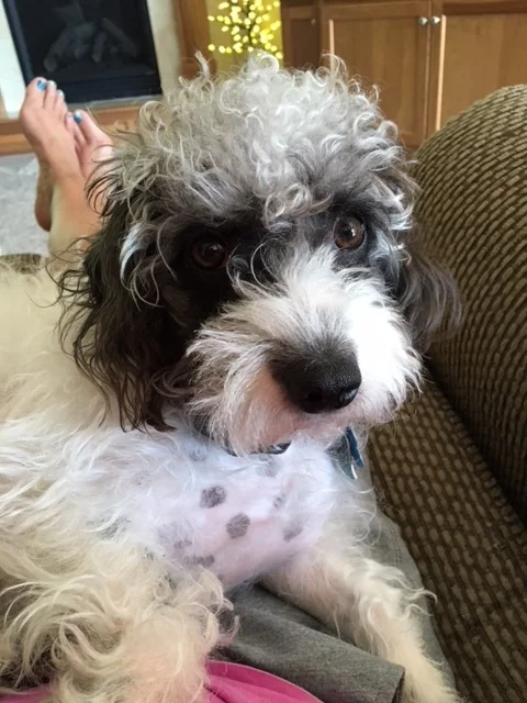 Wilbur---Male Jackapoo---Owned by Jeanne Welker of North Canton, OH