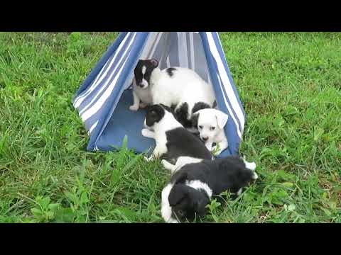 Jac's July 20, 2017 Jackiepoo Litter