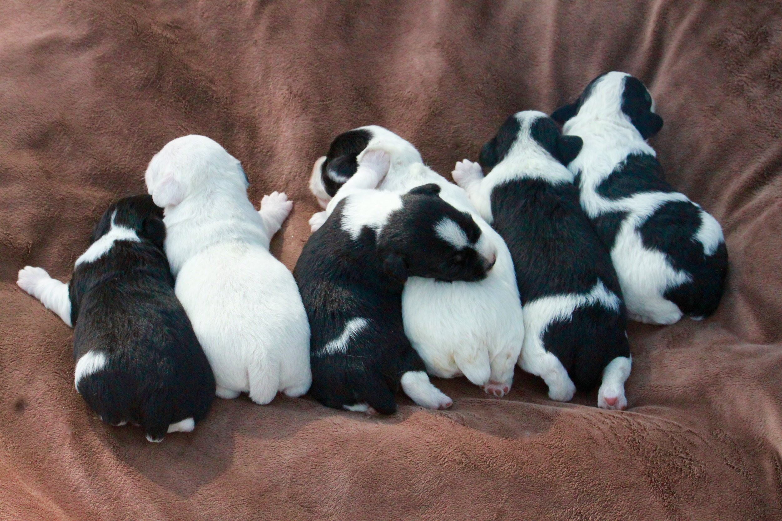 Jacqueline & Kaspian's 7-20-17 Jackiepoo Litter---Photo #2