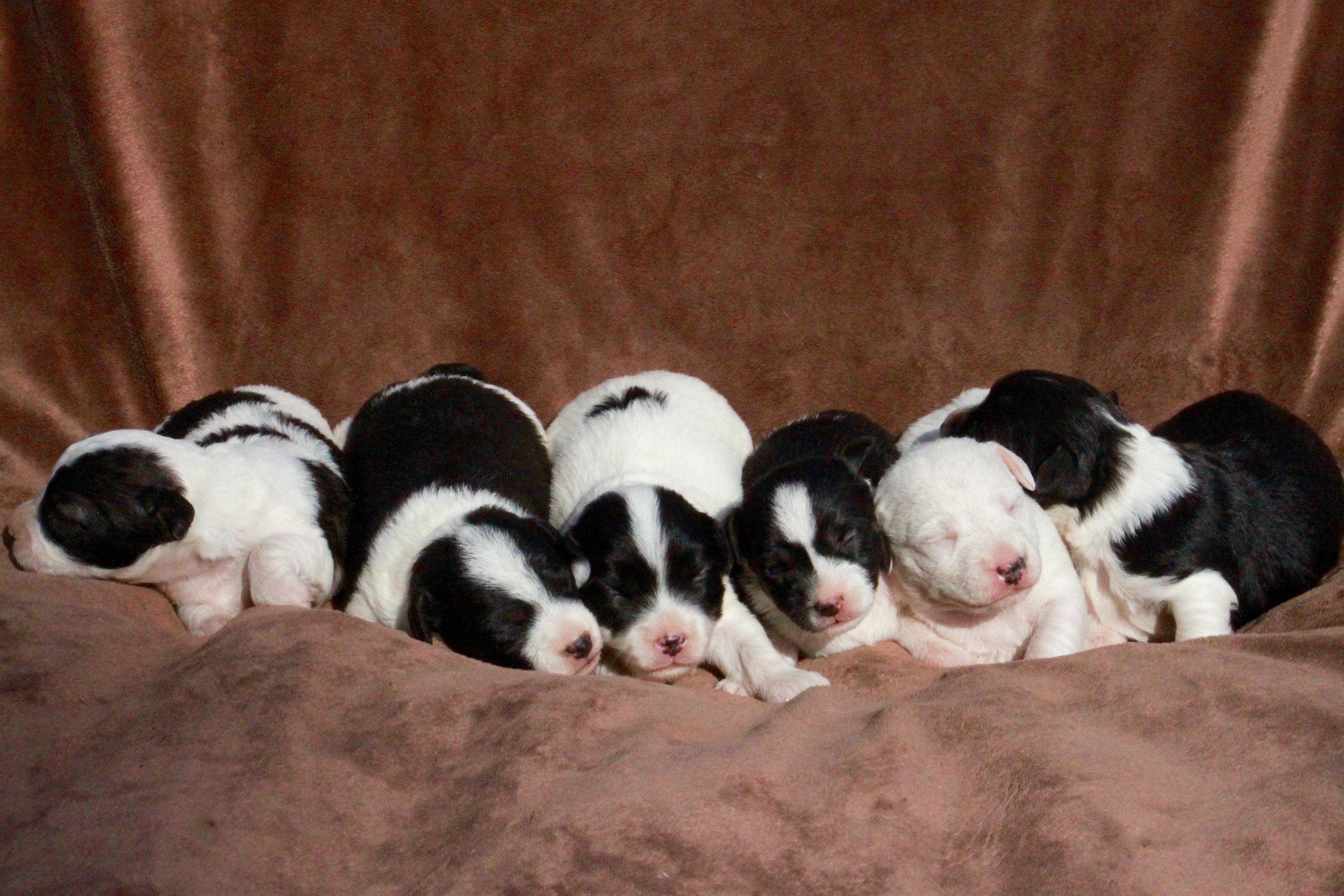 Jacqueline & Kaspian's 7-2-17 Jackiepoo Litter---Photo #1