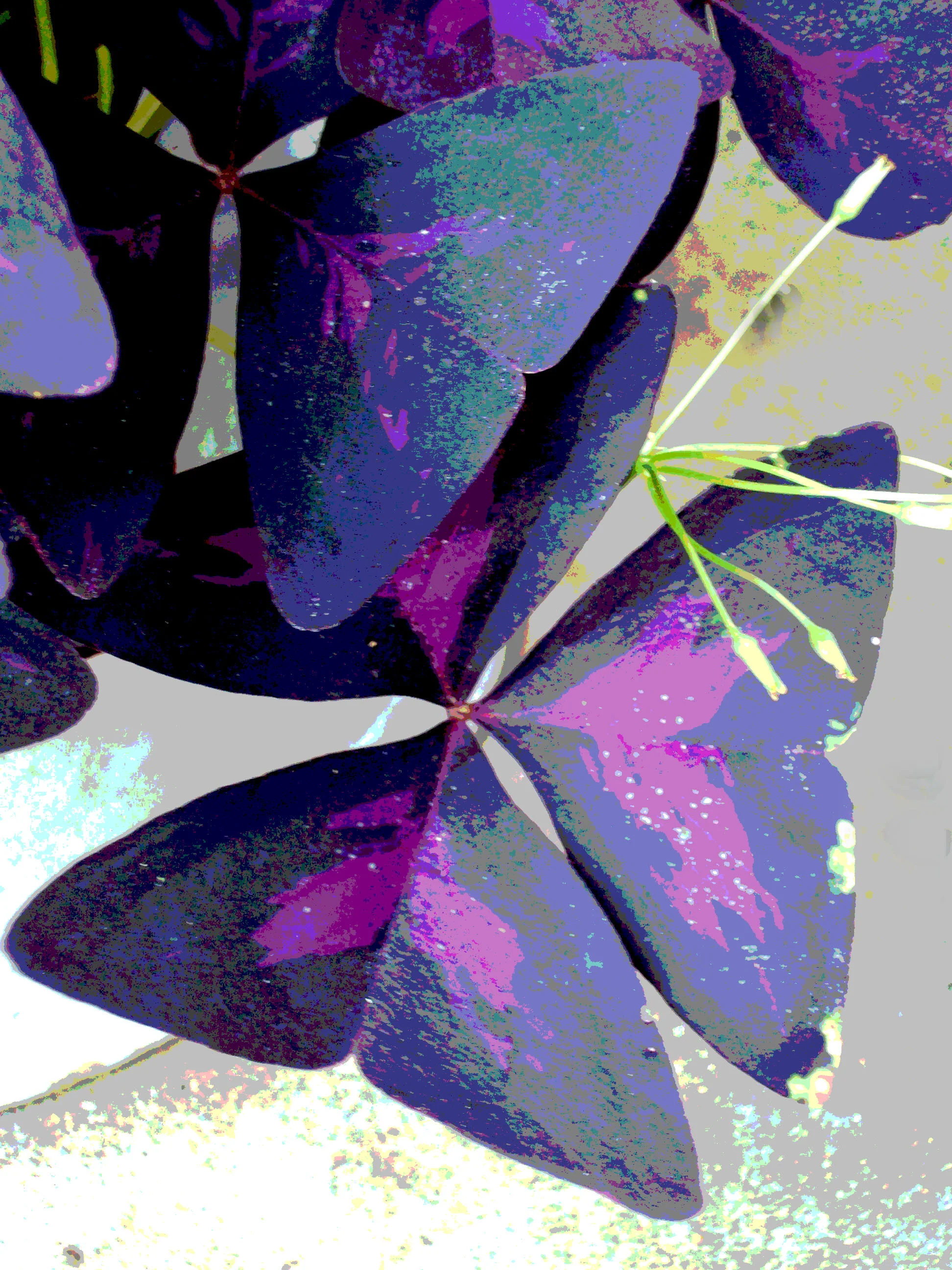Purple plant 004Floraliz.jpg