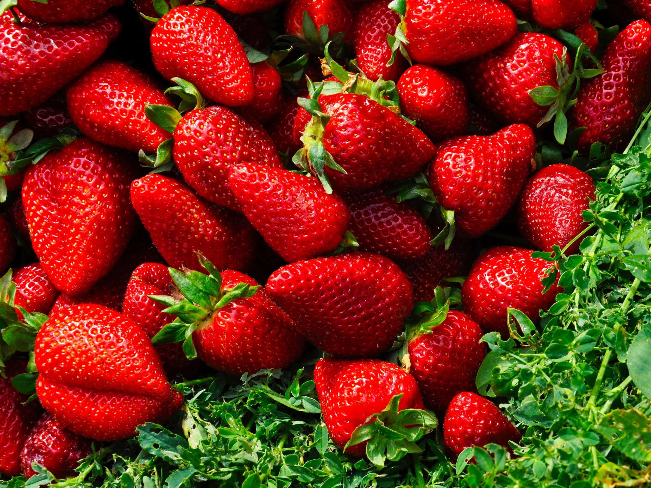 soft fruit strawberries.jpg