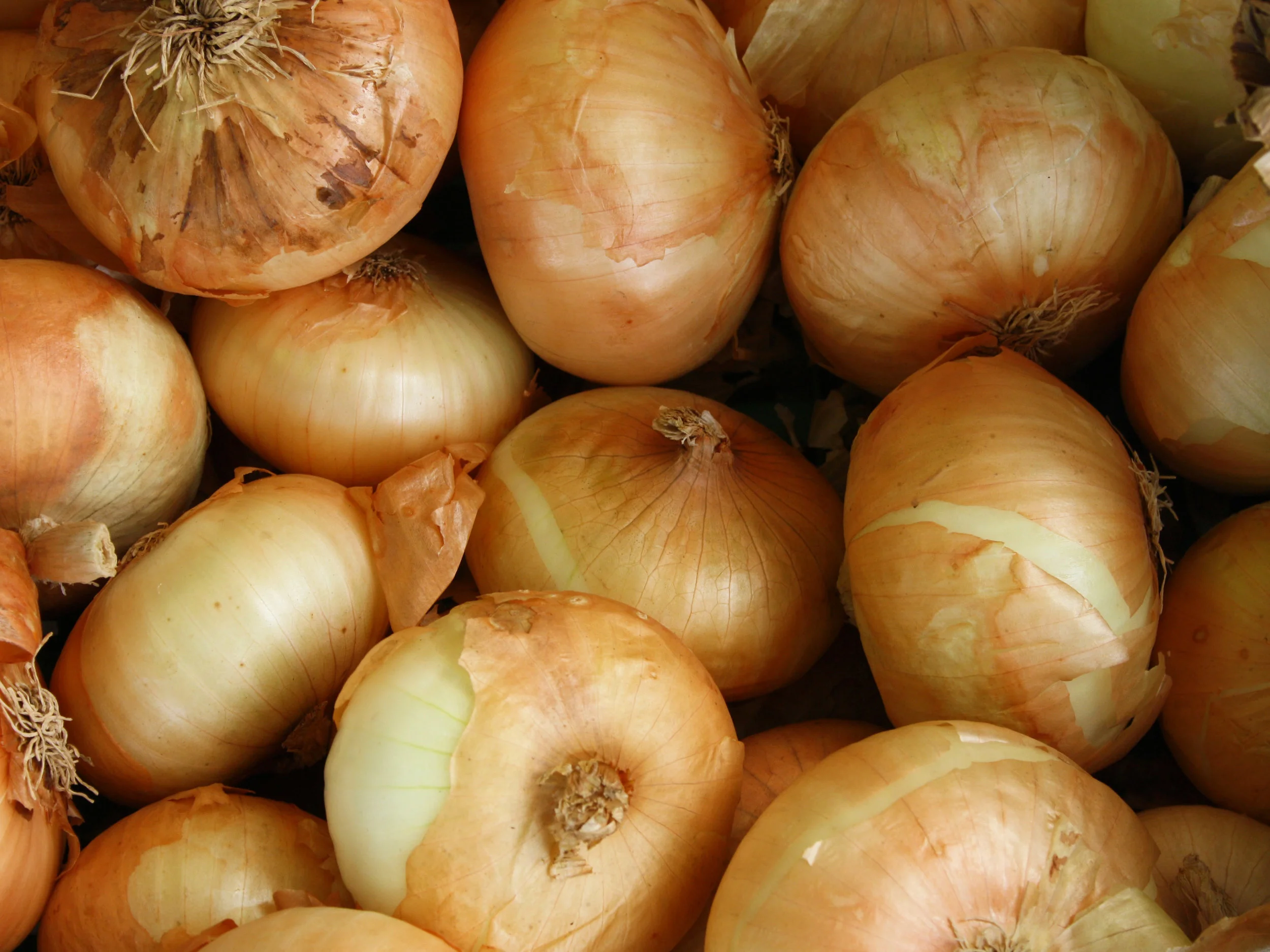 onions .jpg