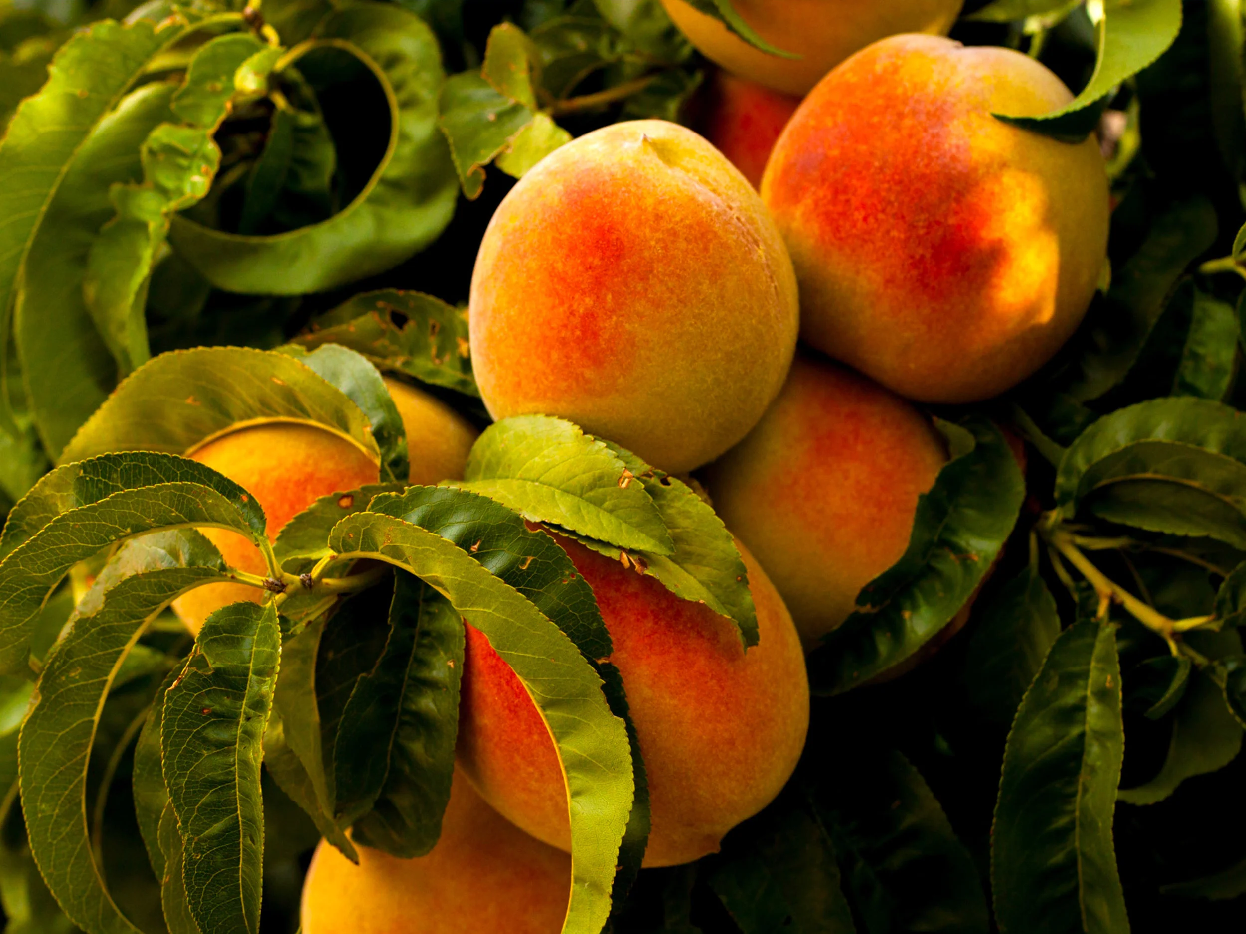 Top Fruit.jpg