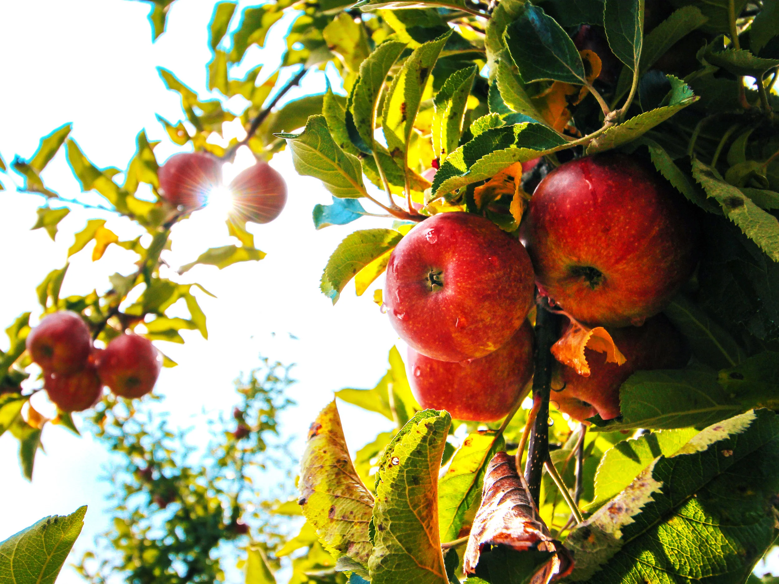 cider.jpg