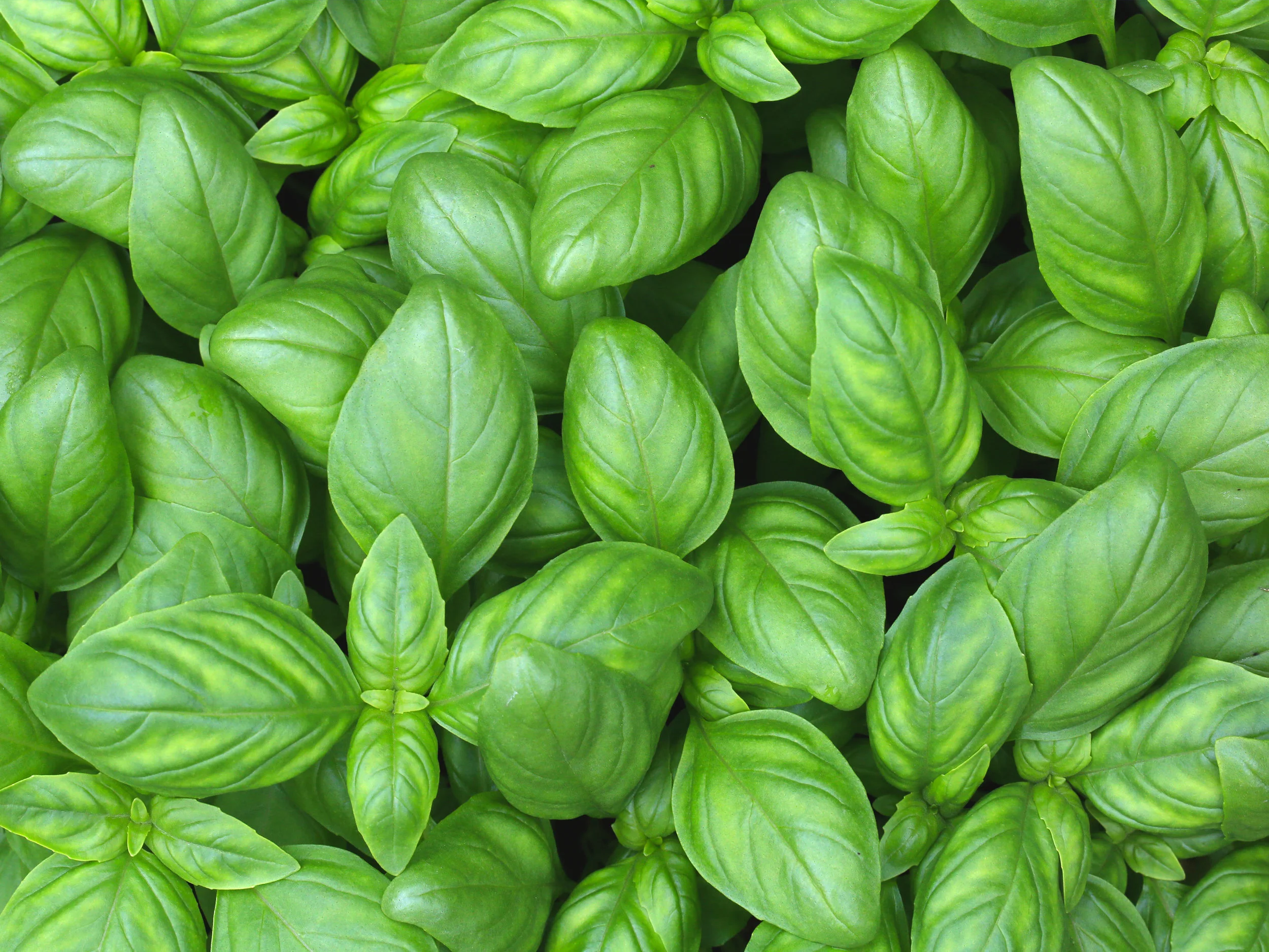 herbs.jpg