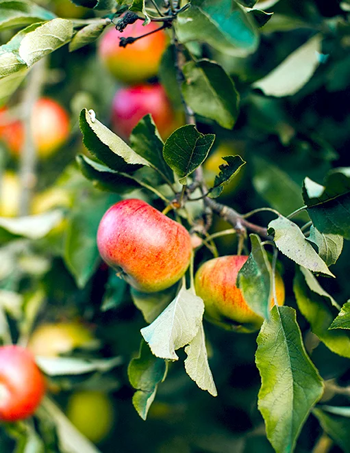 apples.jpg
