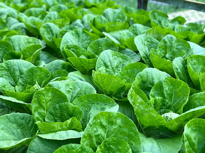 Brassicas.jpg
