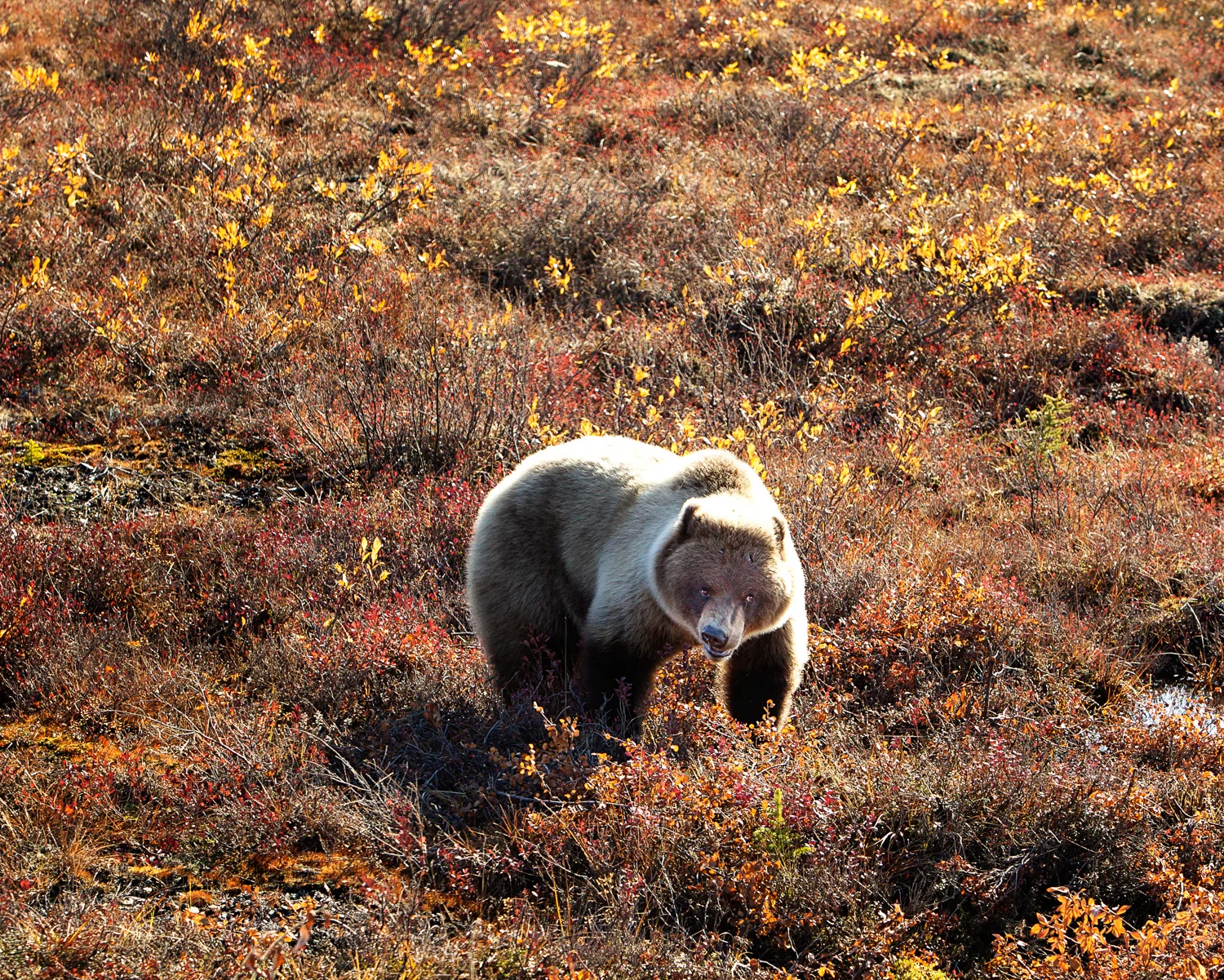 Dempster Highway, NWT, USA 2009