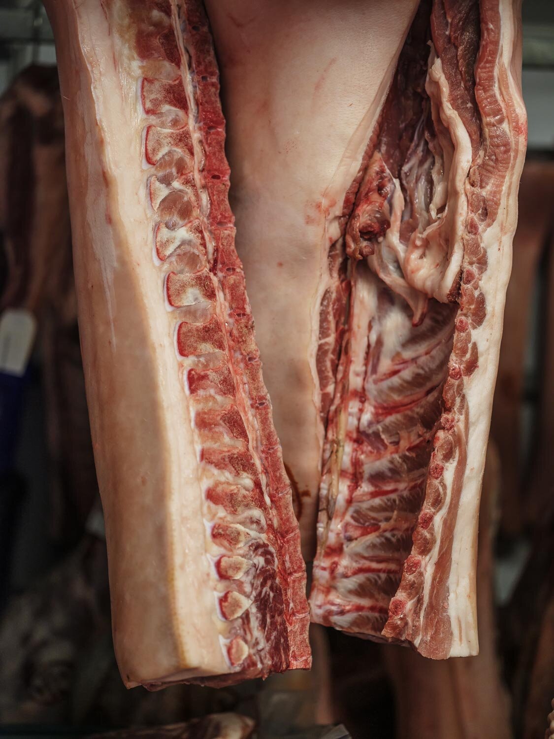GingerPig2019_Gili_0791.jpg