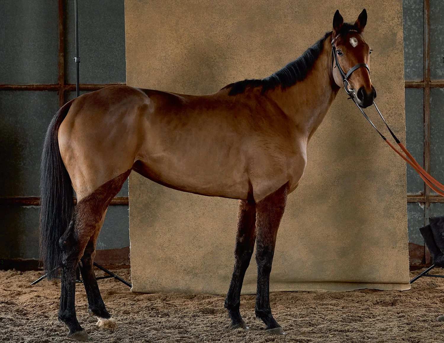  Treyarnon Bay Horse / The Telegraph Luxury Magazine 