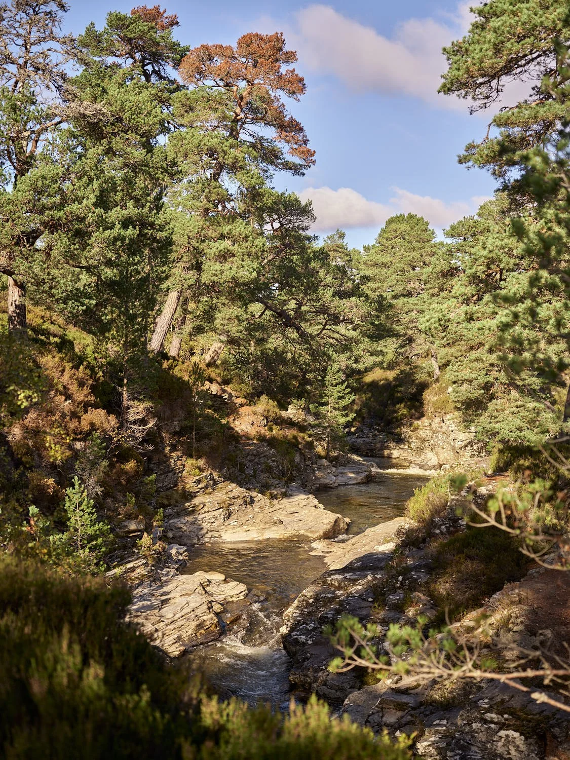 Cairngorms2023_Gili_1488.jpg
