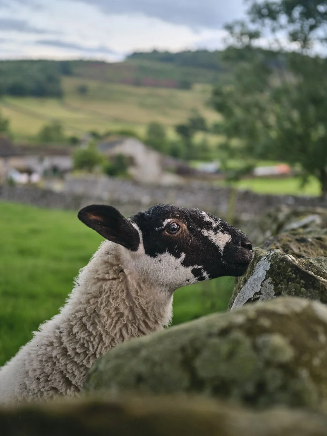 <b>The Yorkshire Dales - Slow Travel Britain</b>