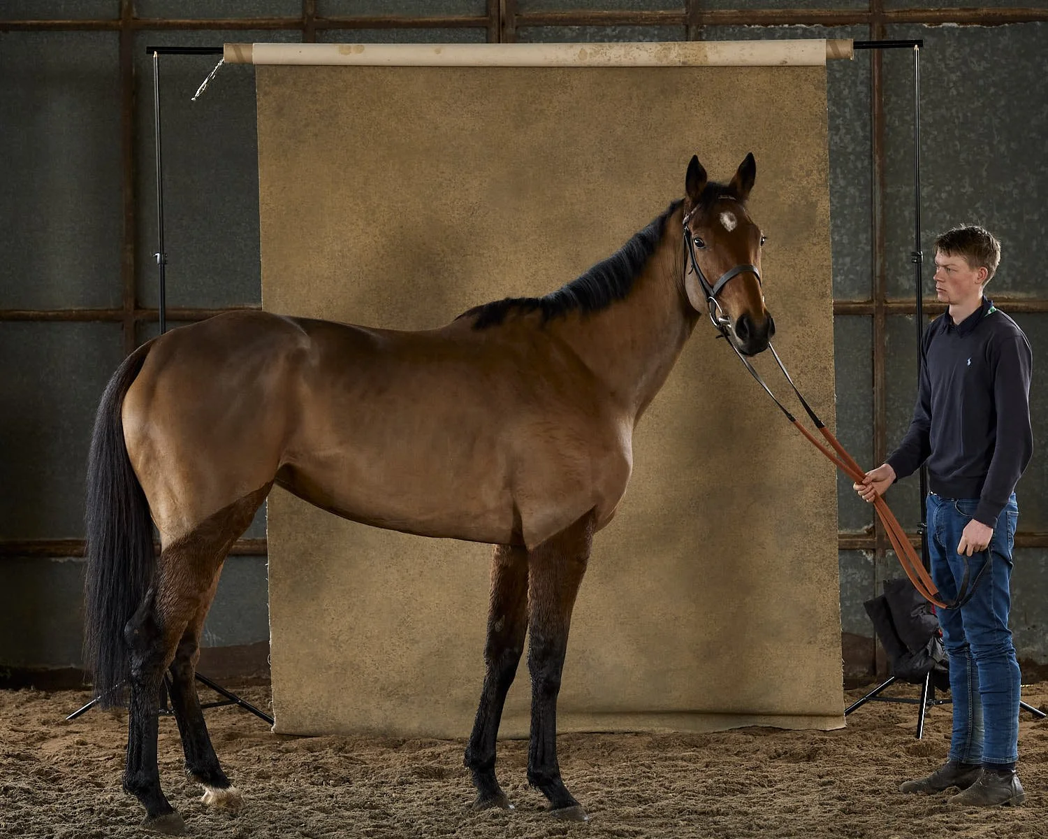  Treyarnon Bay Horse / The Telegraph Luxury Magazine 