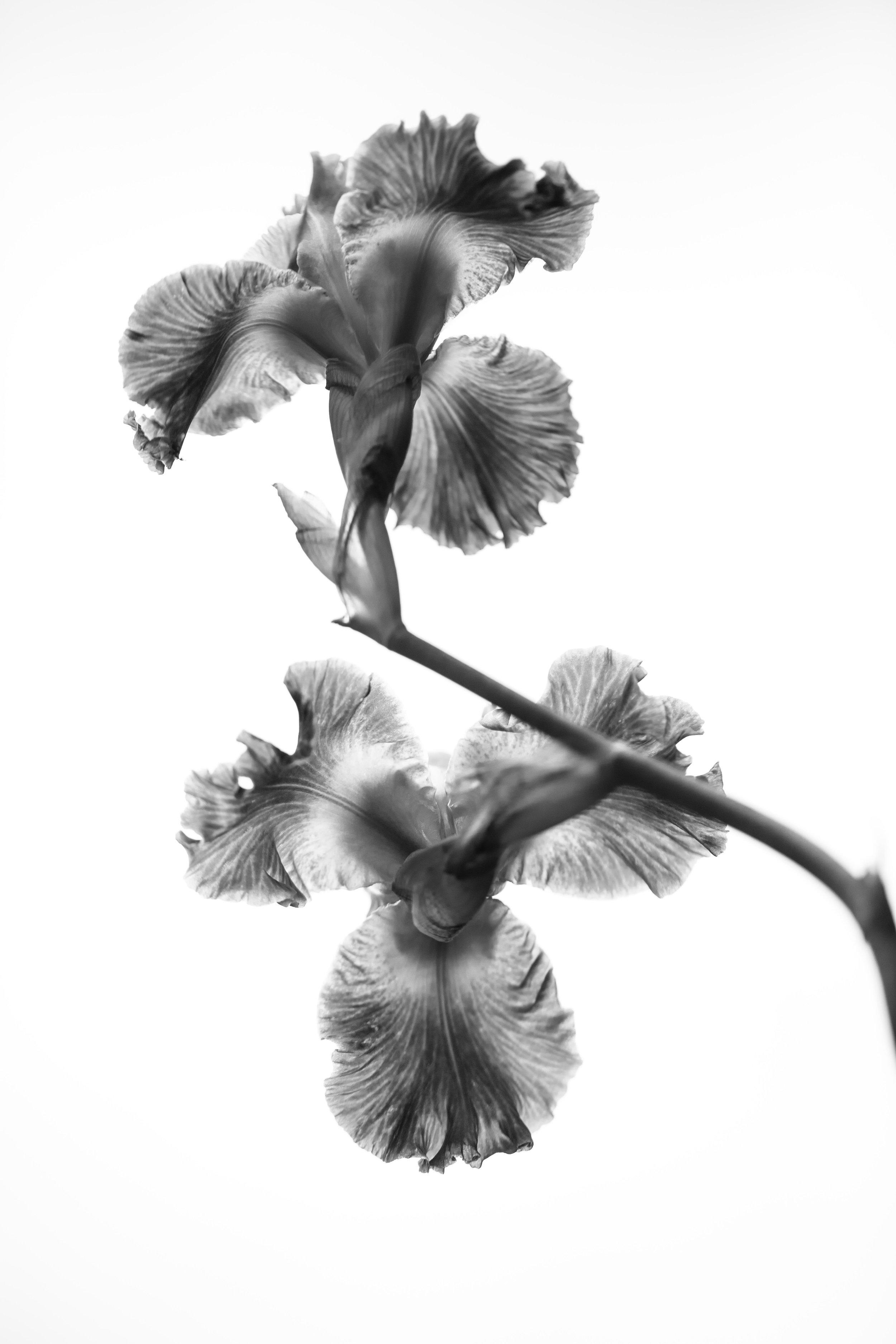 _08A4826_bw2.jpg
