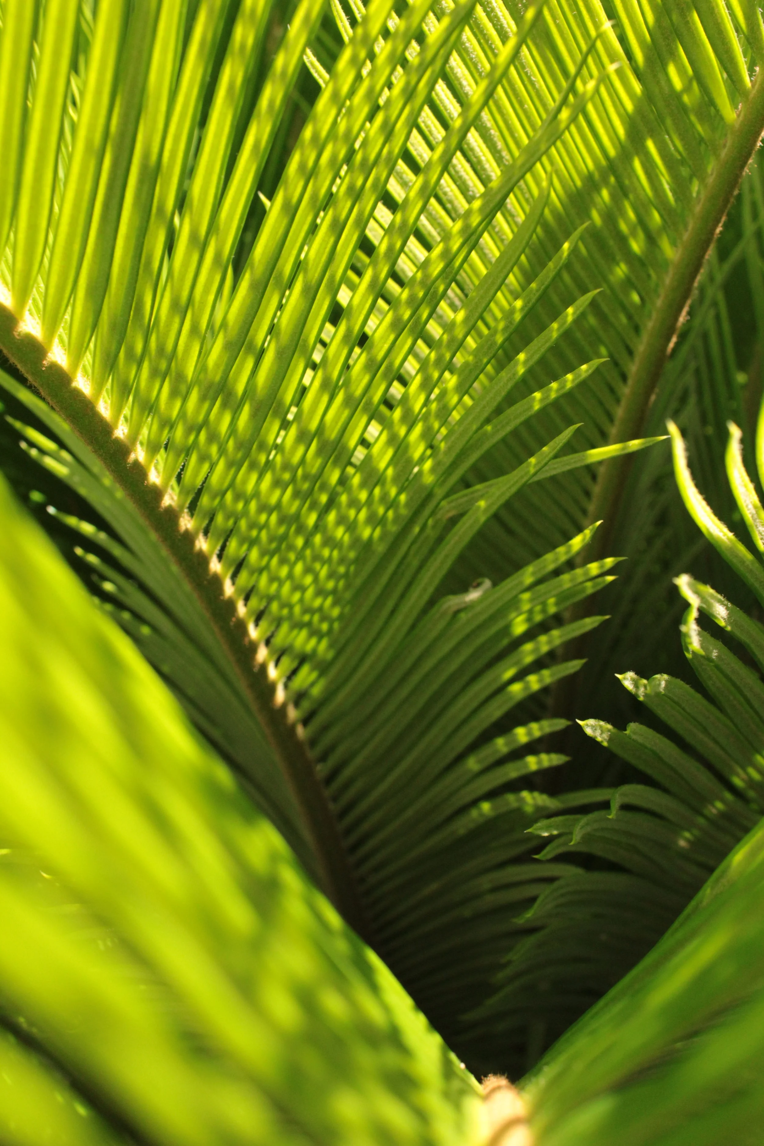 Palm Sunday Rite I Morning Prayer