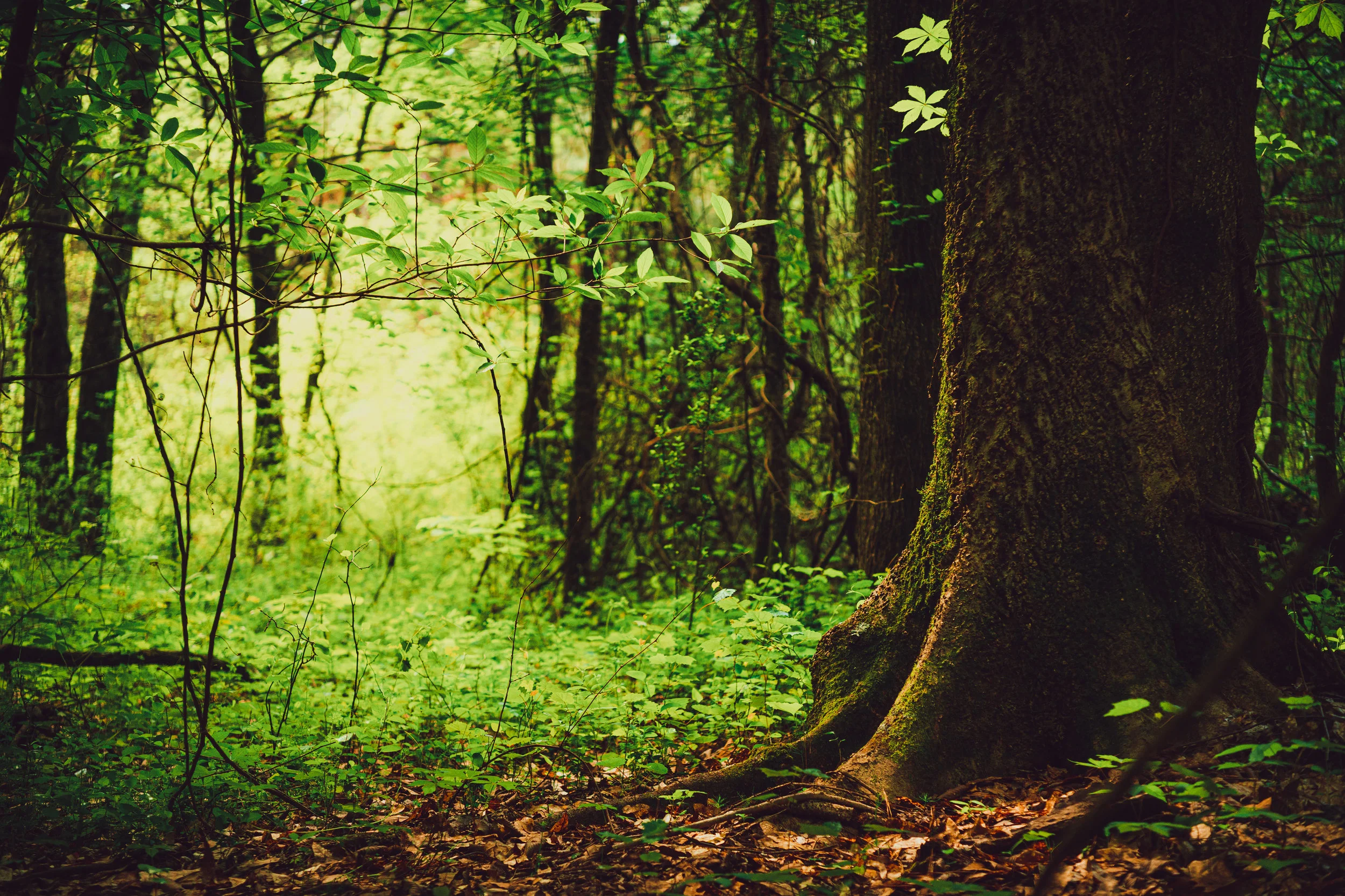 Morning Prayer Service with Prayers for Healing
