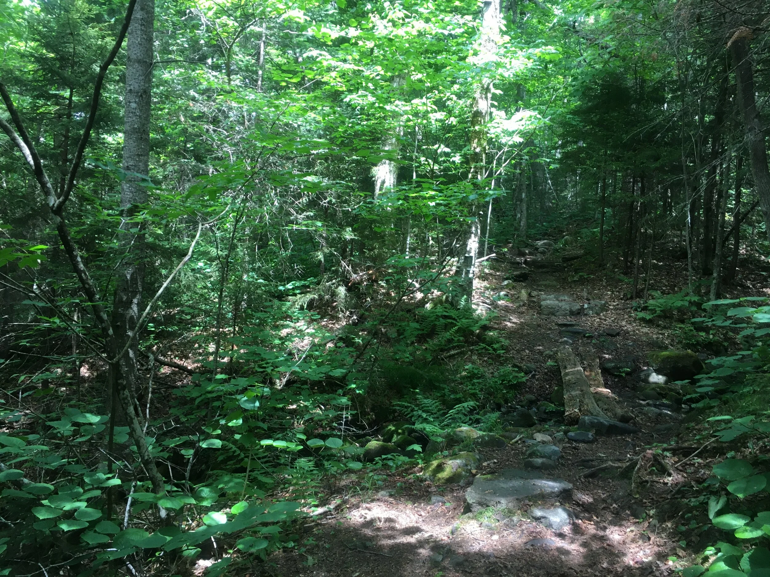 Daily Reflection | Connected in Christ