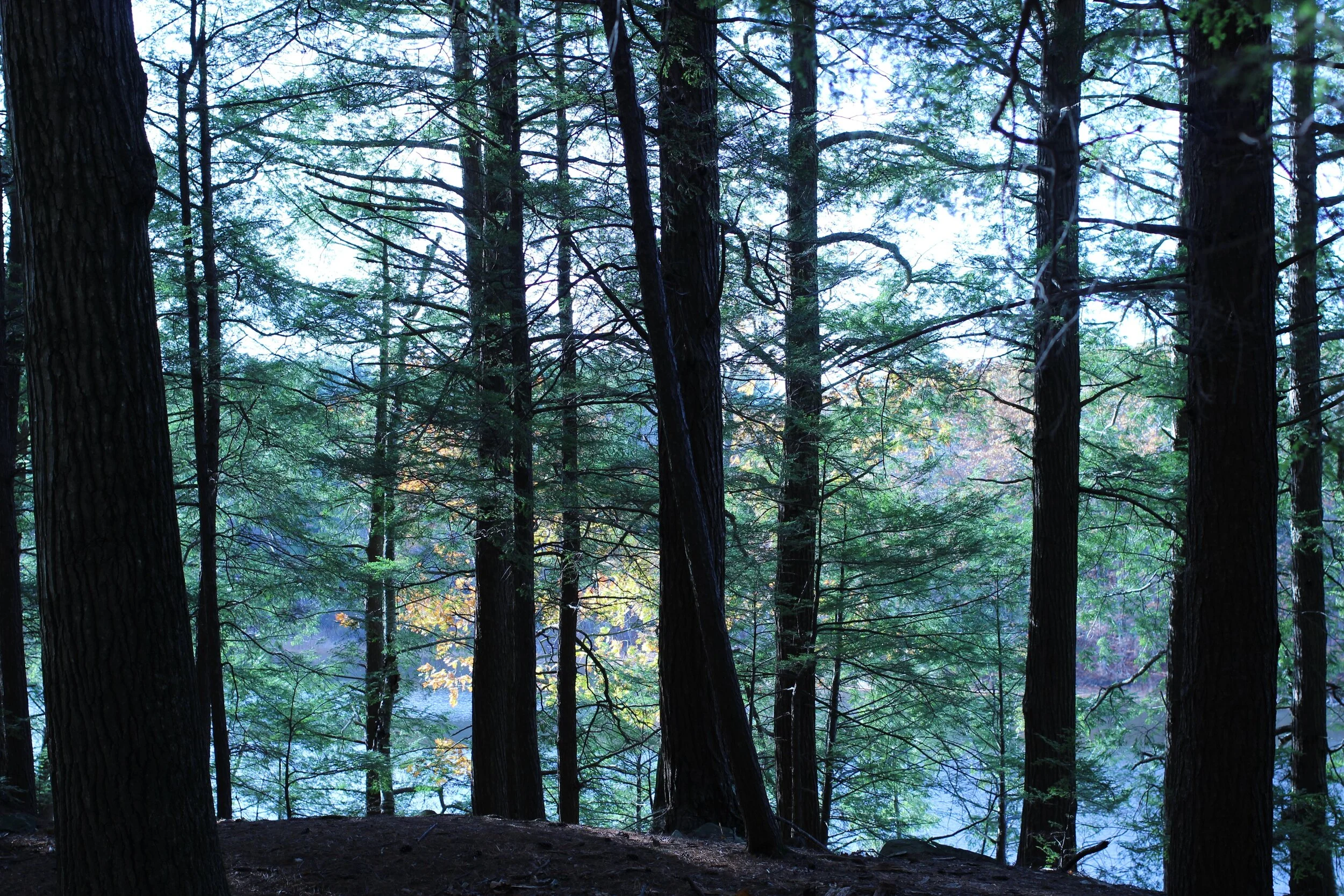 Livestream Service of Morning Prayer with Prayers for Healing