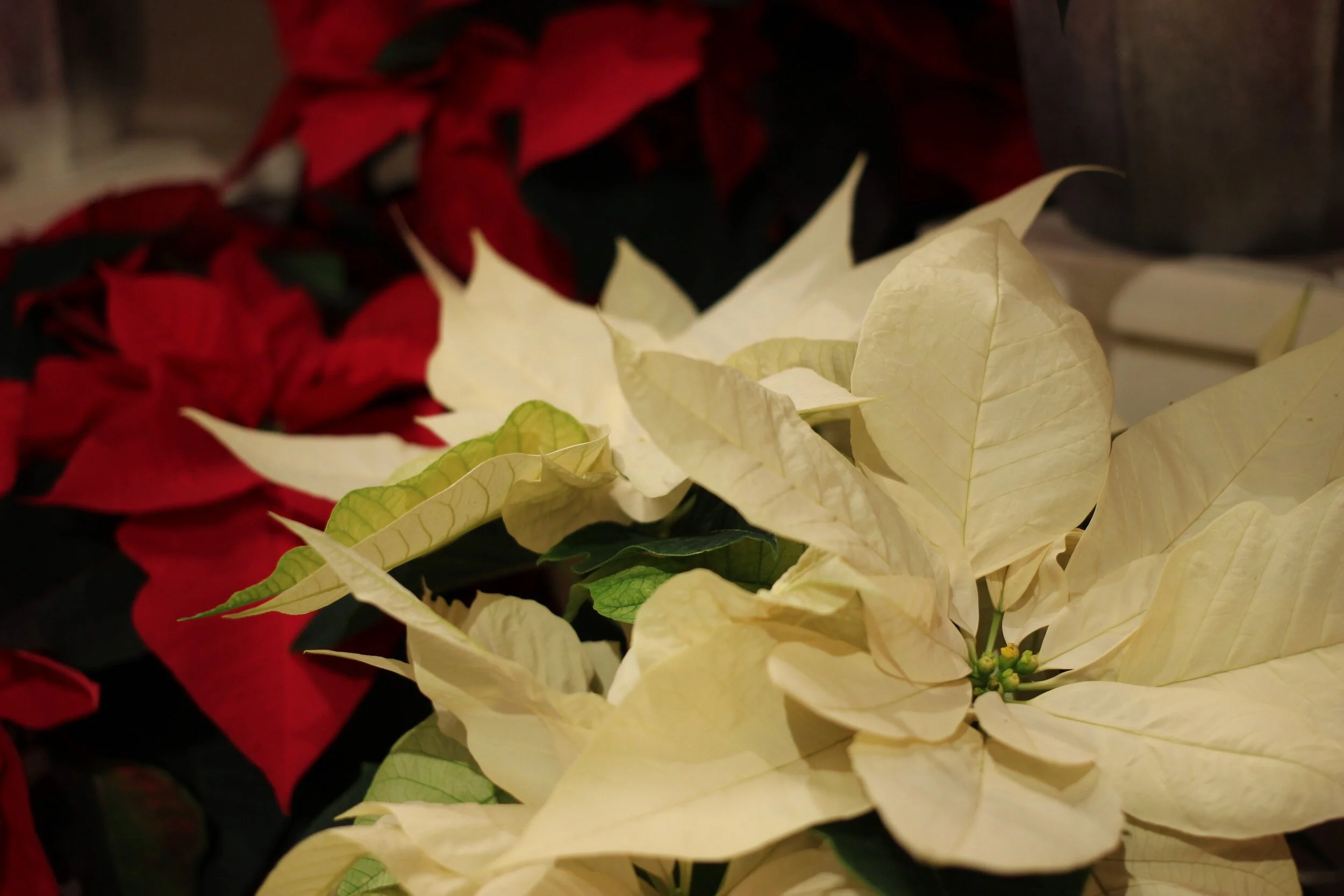 Livestream Morning Prayer Rite One