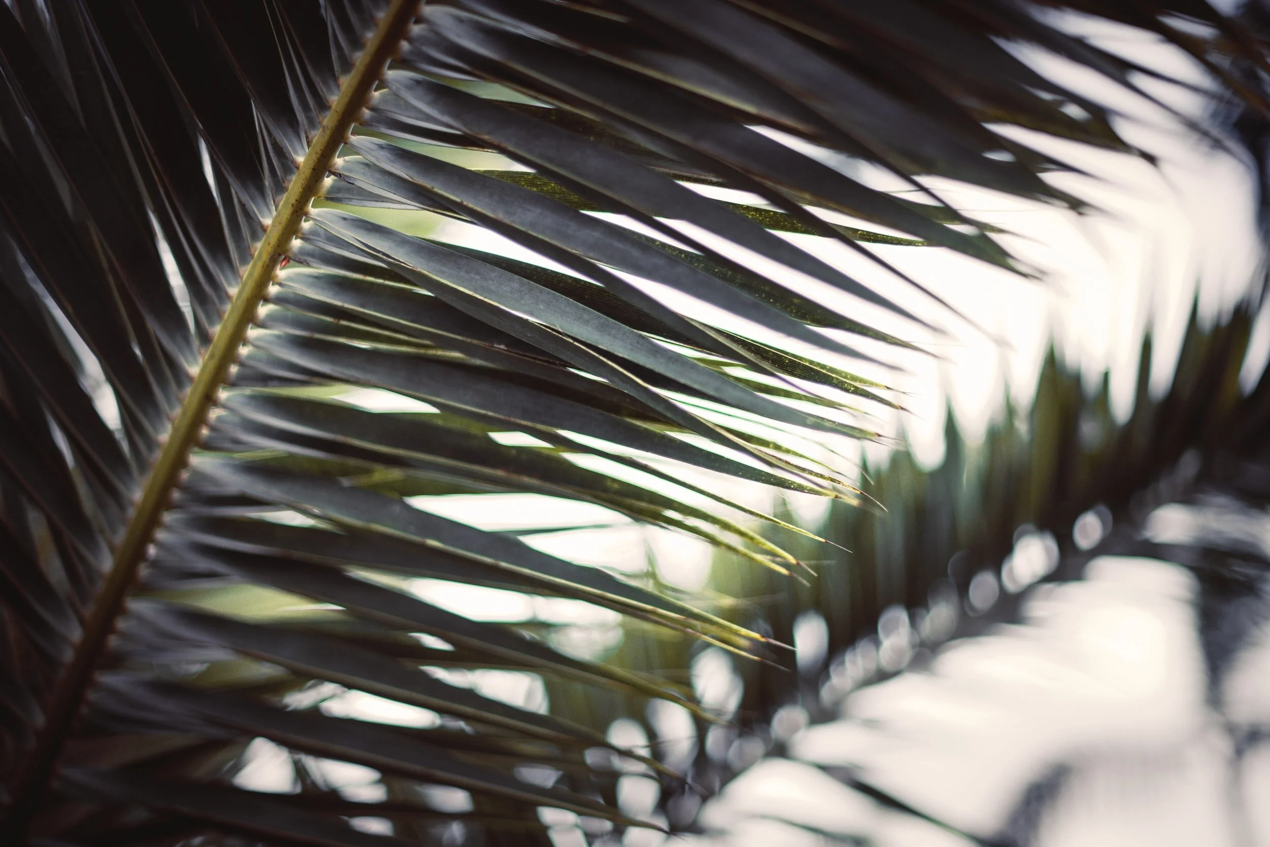 Palm Sunday Rite One Premiere