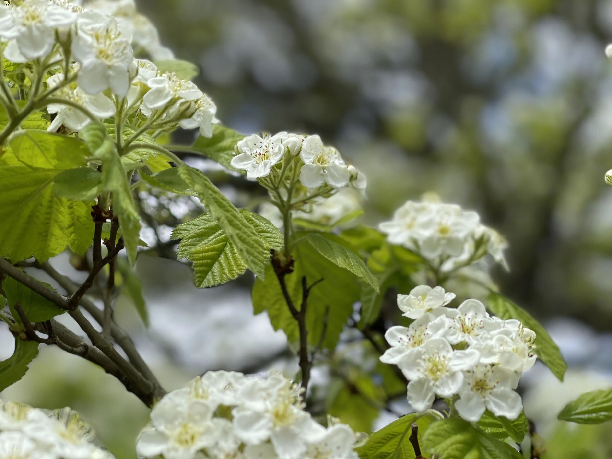 Livestream Service of Morning Prayer Rite One with Prayers for Healing