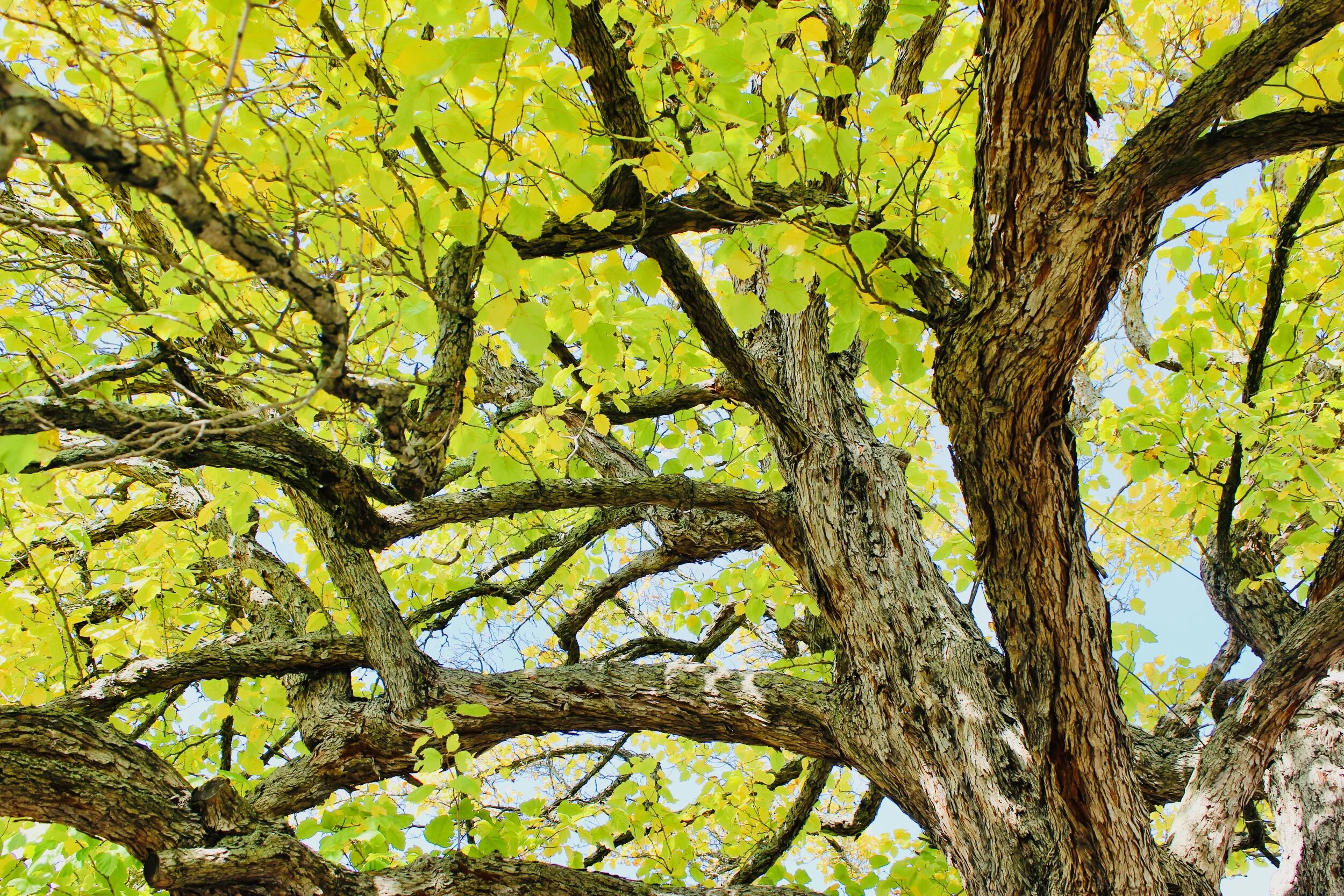 Daily Reflection | Connected in Christ