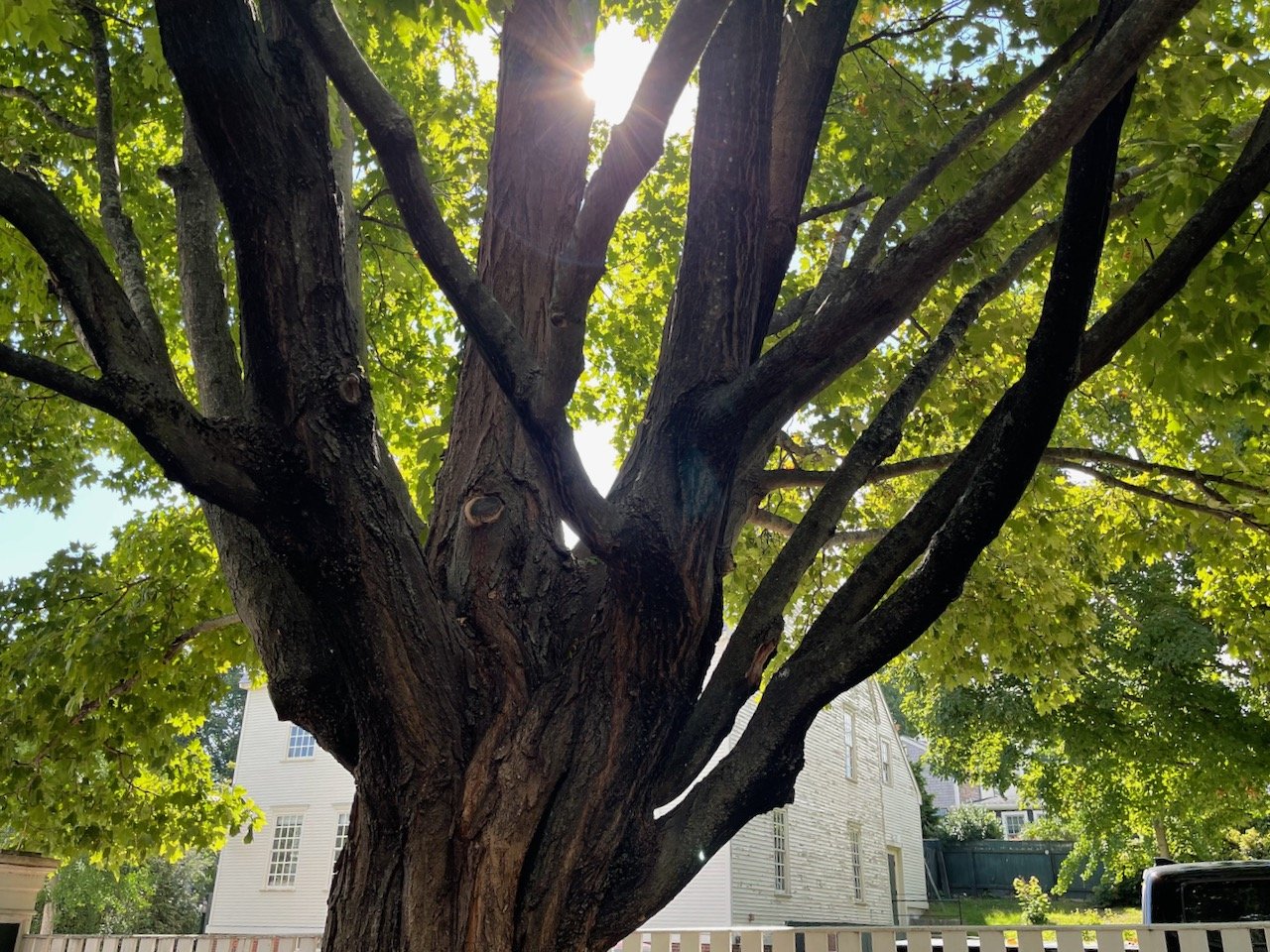 Strawbery Banke summer sundays big tree.jpeg