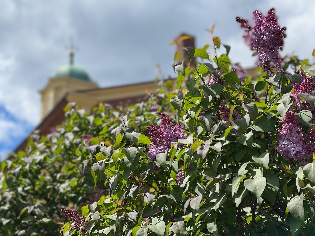 SJC behind lilacs summer sundays.jpeg