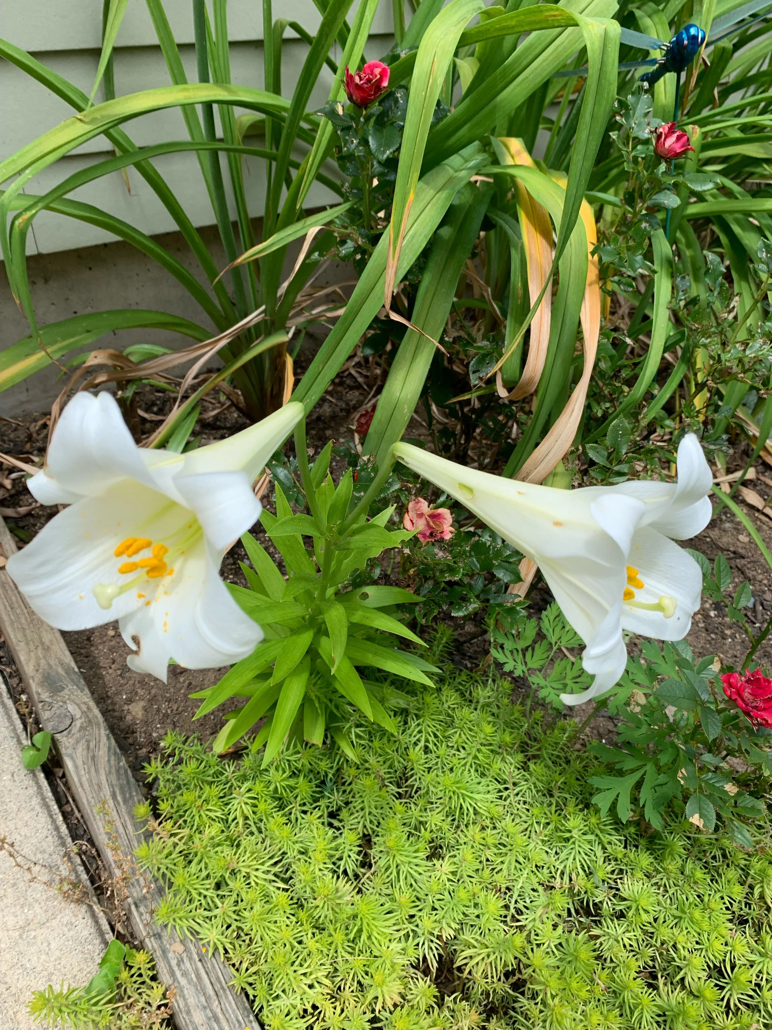 Daily Reflection | Connected in Christ