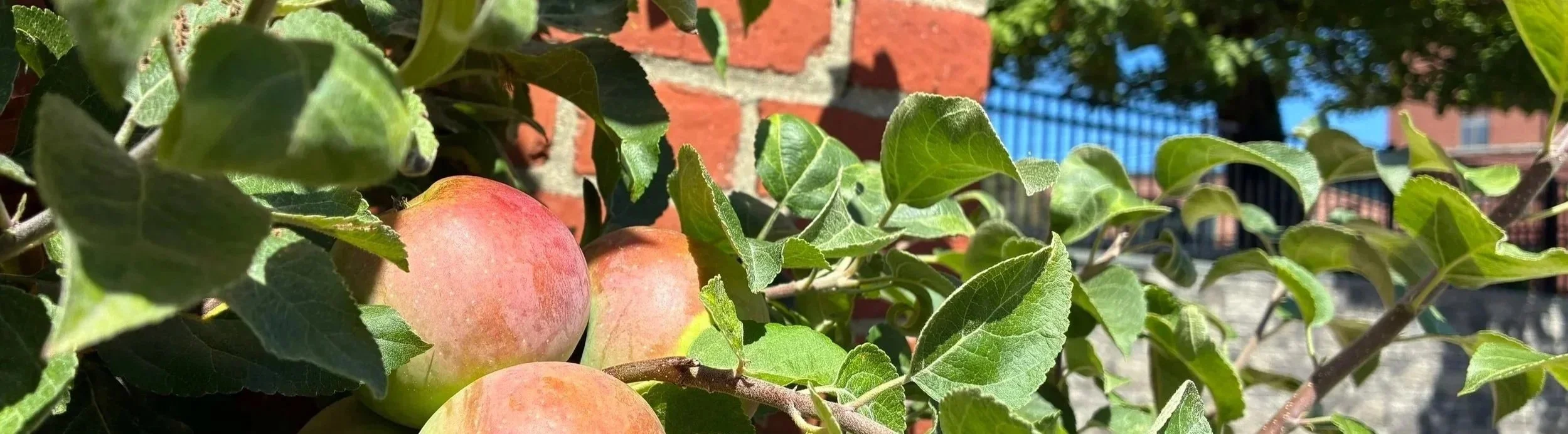 apple.jpg
