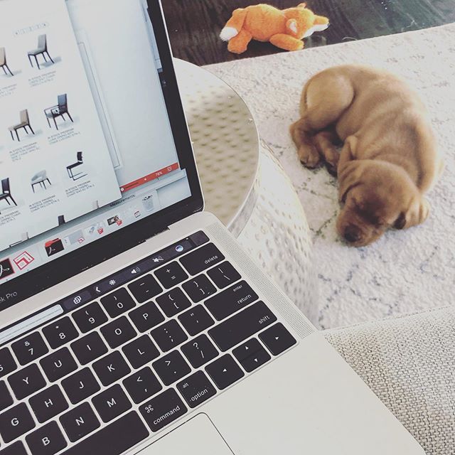 My new office mate isn&rsquo;t as excited about this design stuff as I am 🤷🏻&zwj;♀️ #livewellinteriors #interiordesign #furnituredesign #foxredlab #labsofinstagram