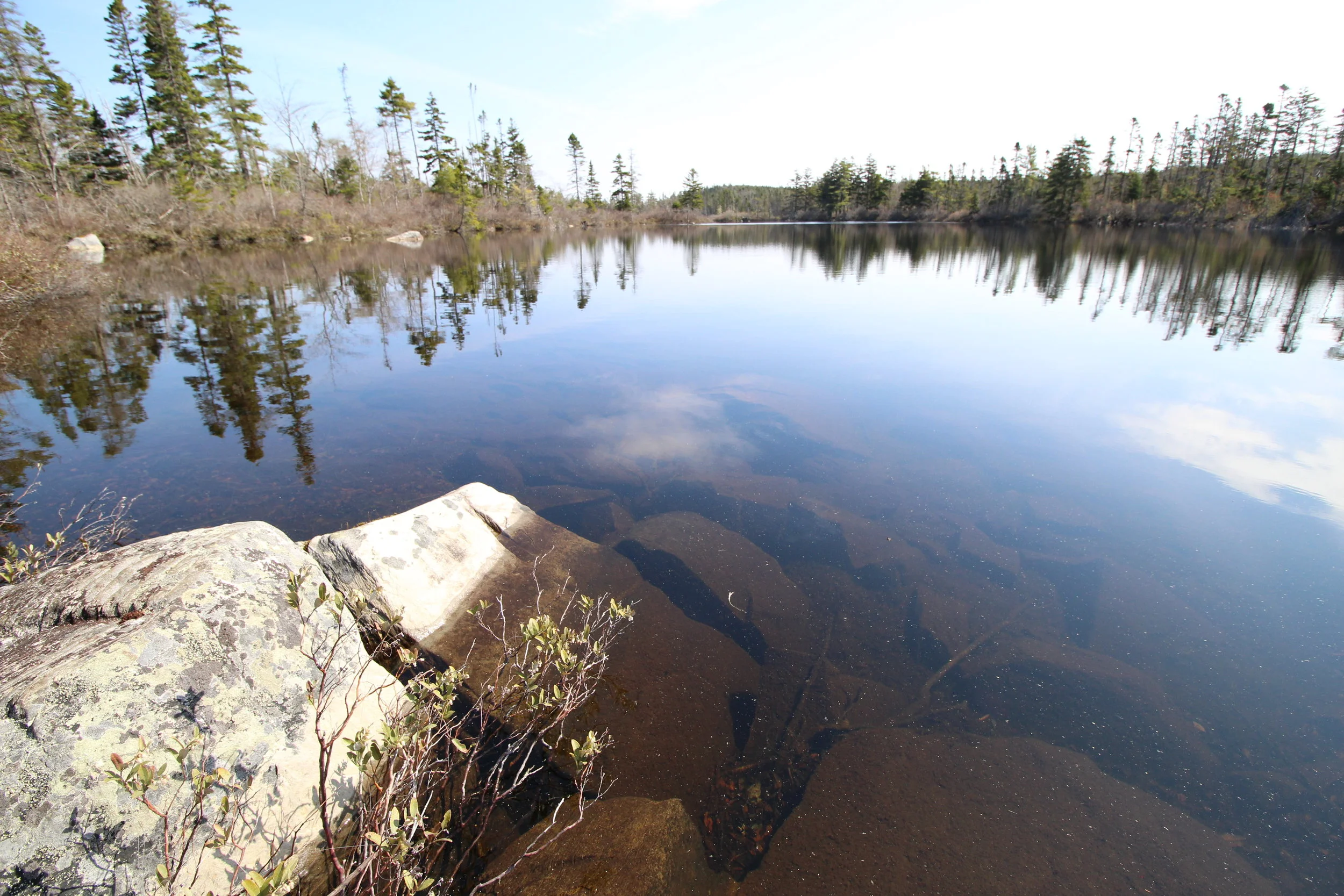 Walk with Neil: Summer is Almost Here!