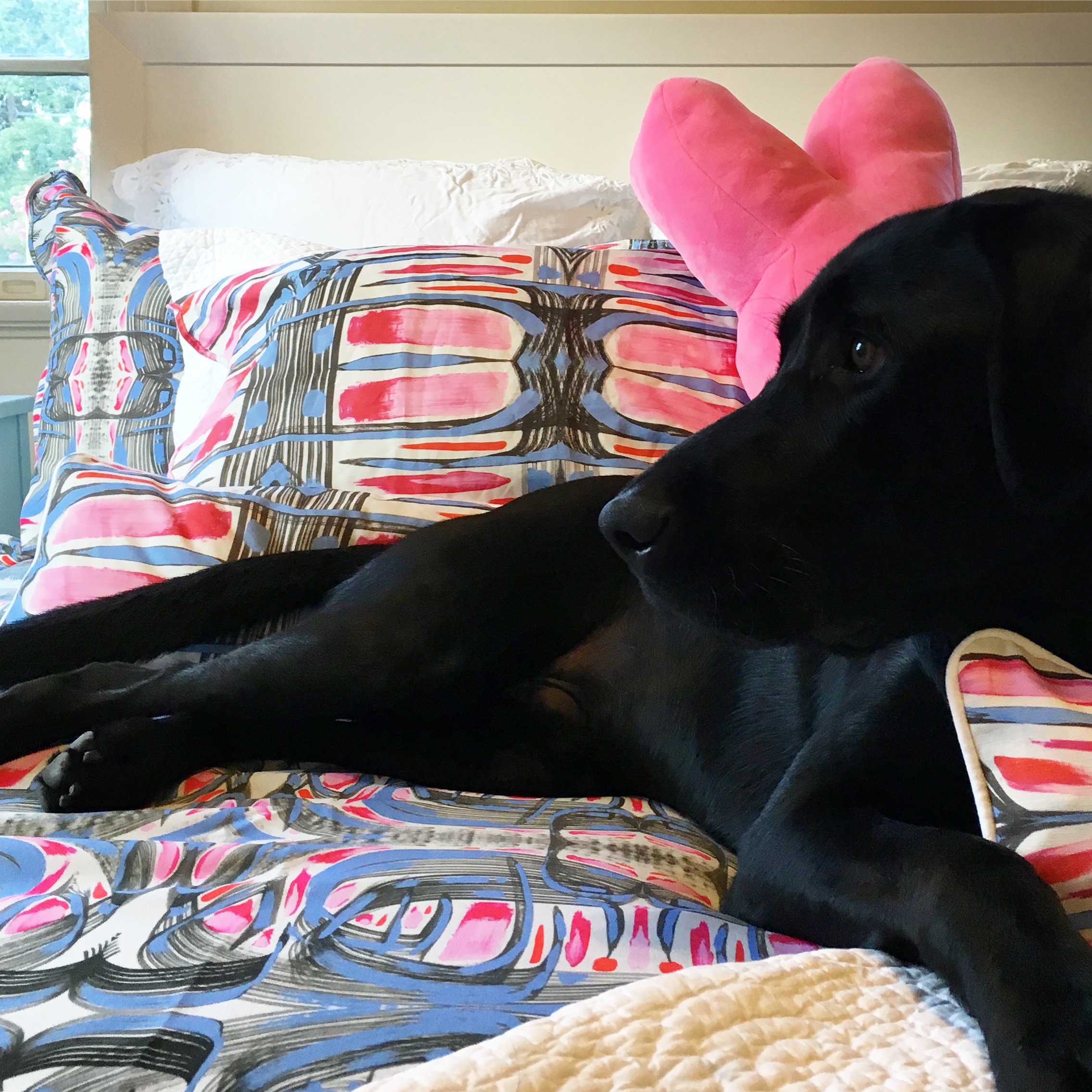 Louis is very spoiled and loves his Amanda Talley bedding...