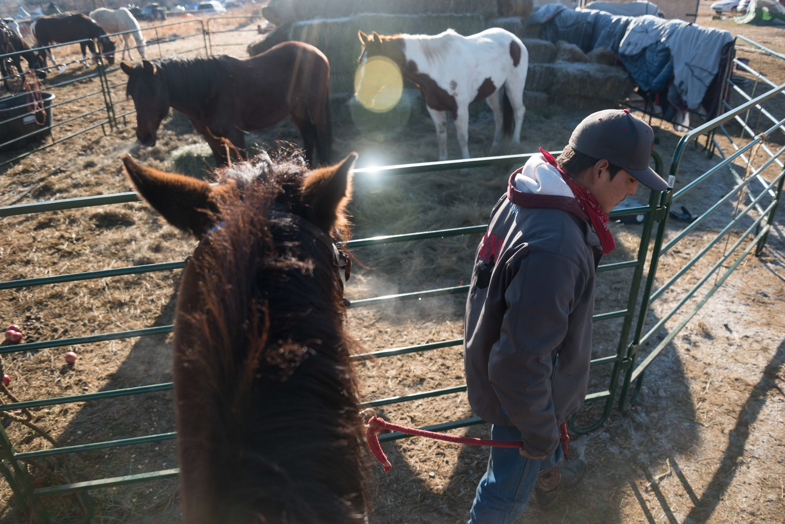  CANNON BALL, North Dakota —Talon Voice, of the Crow Creek Hunkpati, a Sioux tribe from South Dakota, leads Sasha, a four-year-old horse, on Friday, Nov. 25. Voice, 20, travelled with nine horses along with his brother, Mason Redwind, and several oth