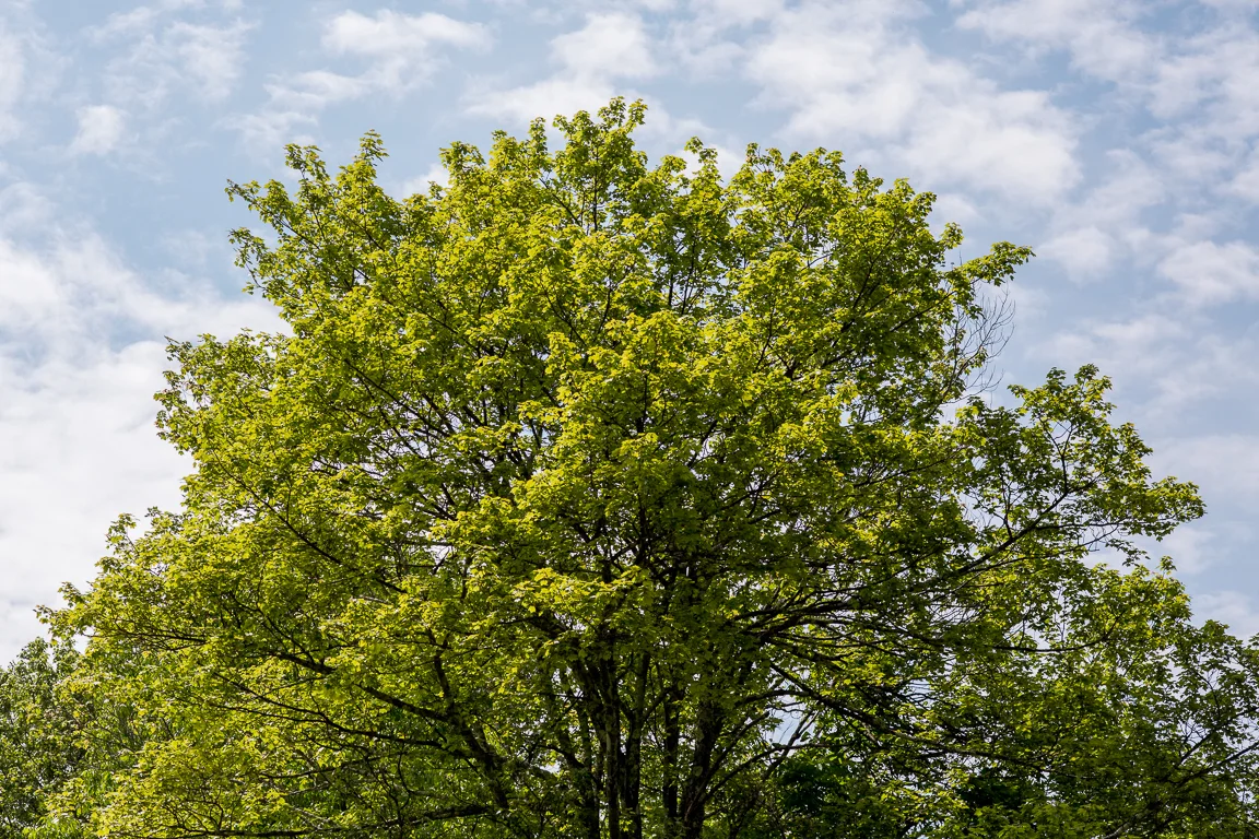 _Y6C0960.jpg