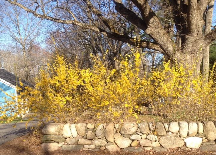 Dry Fieldstone Wall