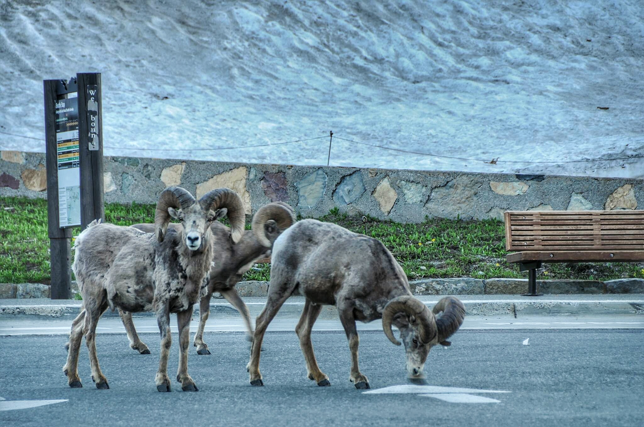 These guys decided to pay us a visit one evening at the top of Logan Pass