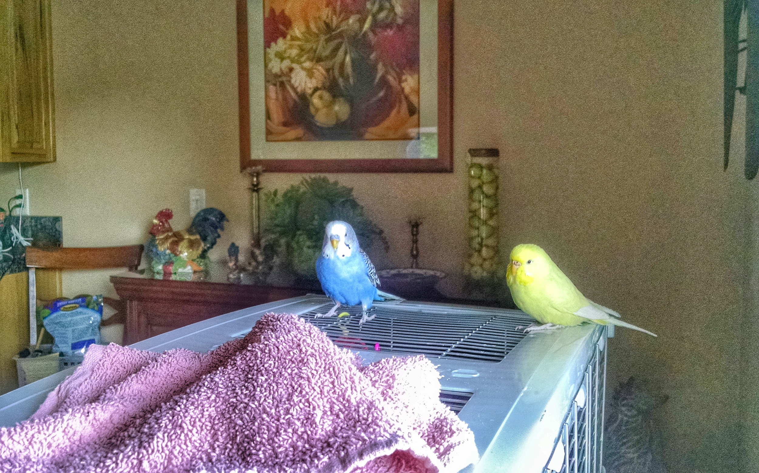 We learned how to fly while mom and dad were away. 