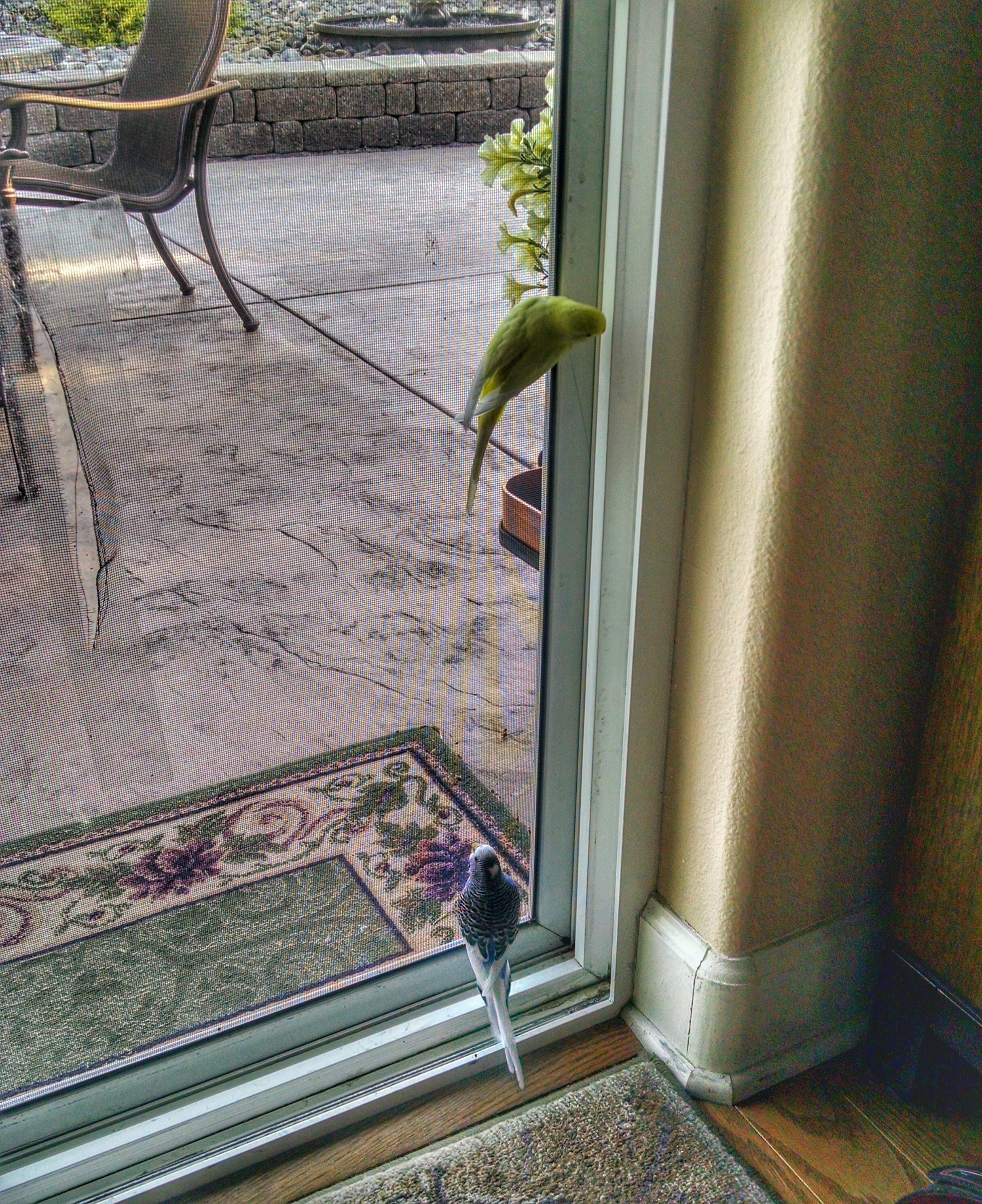 And we even learned how to climb the screen door. "Come on Cielo, are you coming?"