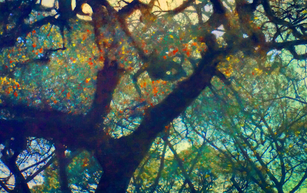 “Magical tree,” alternative process photo, 34 X 54 in., © 2017 Bill Travis