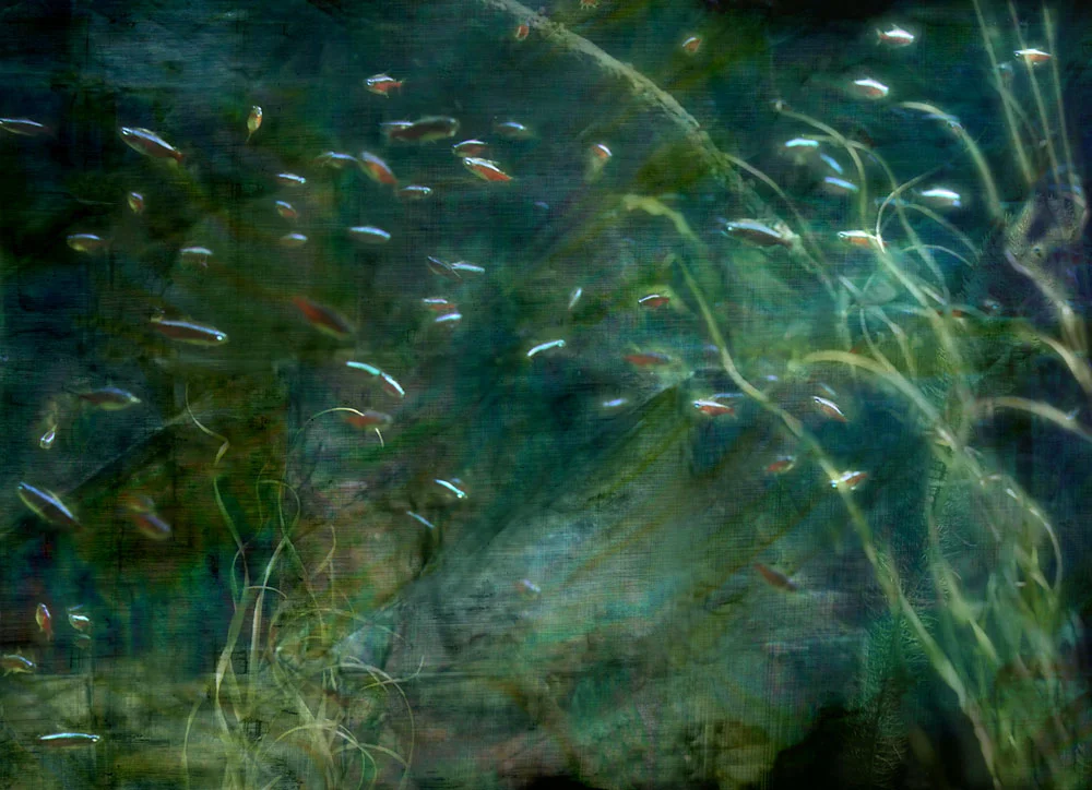 “Silverbellied billfish,” alternative process photo, 23 X 32 in., © 2017 Bill Travis
