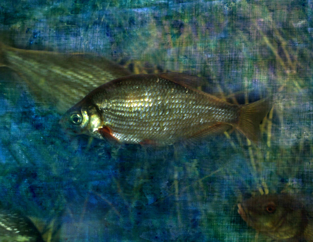 “Bluntnose goby,” alternative process photo, 32 X 41 in., © 2017 Bill Travis
