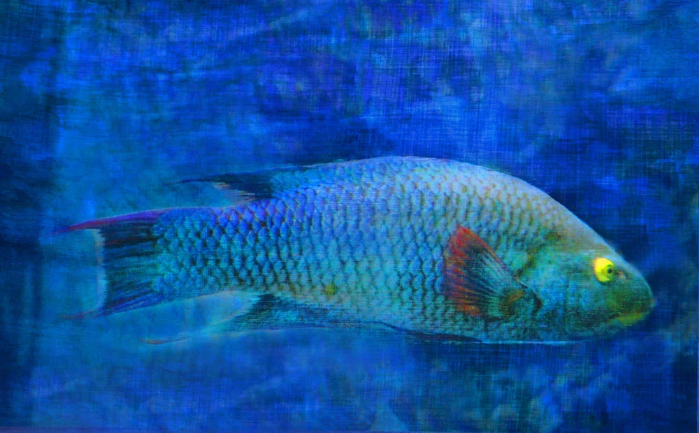 “Yellow-eyed grumpfish,” alternative process photo, 30 X 49 in., © 2017 Bill Travis