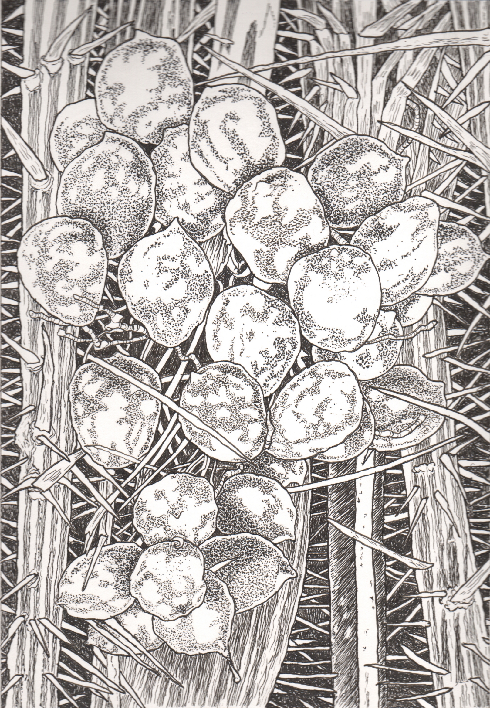 January Fruit